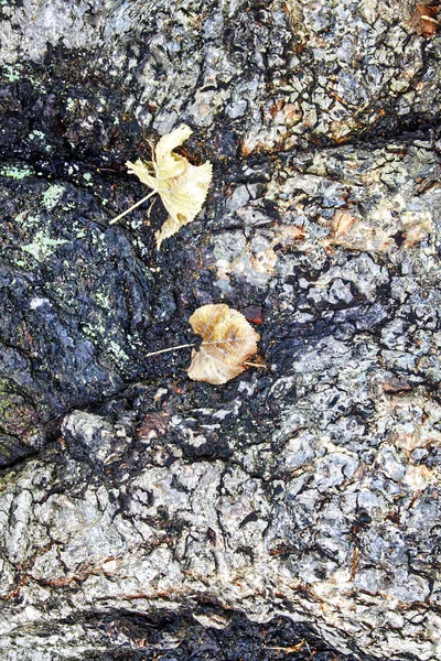 Casca áspera de uma árvore — Fotografia de Stock