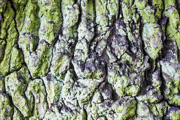 Corteccia robusta di un albero — Foto Stock