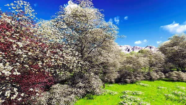 Äppelblom träd på våren — Stockfoto