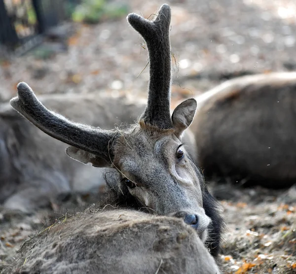 Deer antlers — Stock Photo, Image