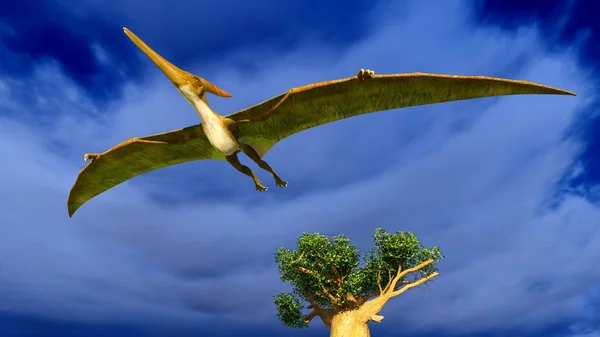 Pterodattilo volante — Foto Stock