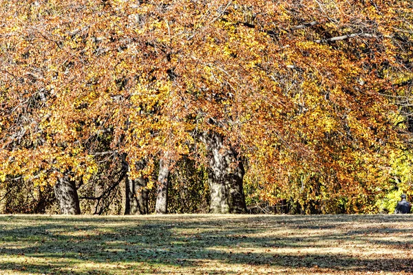 Herbstliche Wälder — Stockfoto
