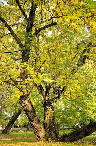 Sonbahar ağaçlar — Stok fotoğraf