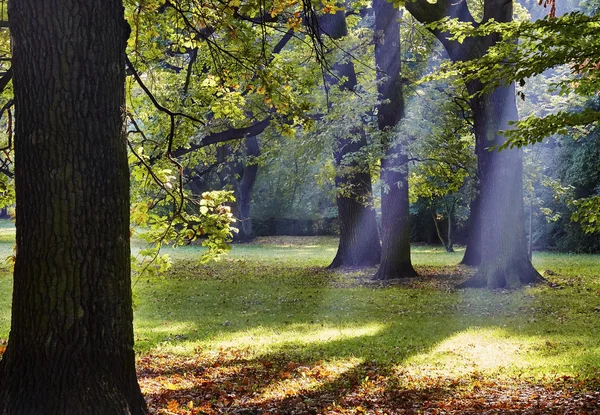 Arbori de toamnă — Fotografie, imagine de stoc