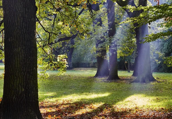 Herbstbäume — Stockfoto