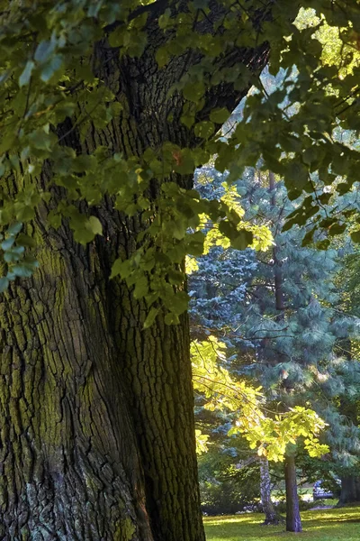 Albero autunnale — Foto Stock