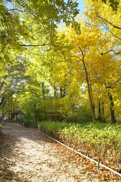 Zonnige pad in park — Stockfoto