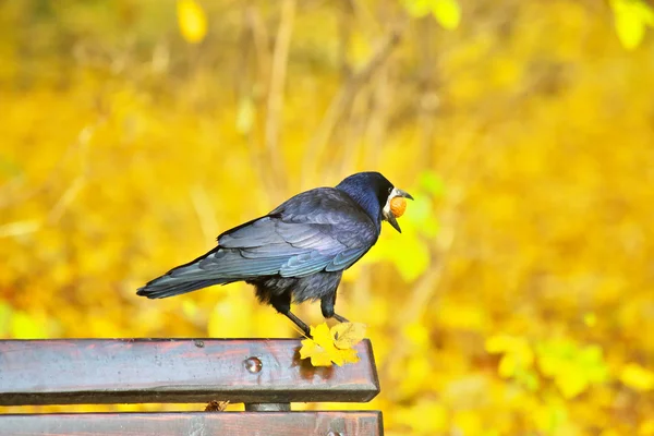 Černá vrána sedí na lavičce — Stock fotografie