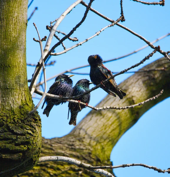 Trois mignonnes chantant — Photo