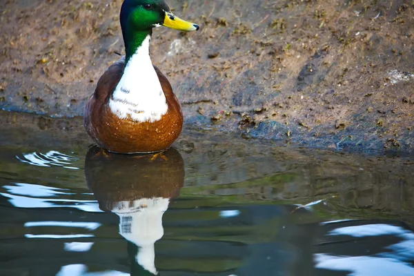 Cute mallard — Stock Photo, Image