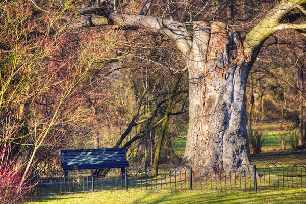 Sonnenweg im Park — Stockfoto