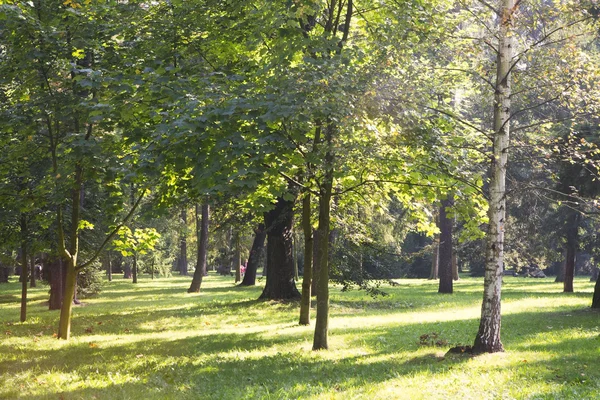 Sunny path in park — Stock Photo, Image