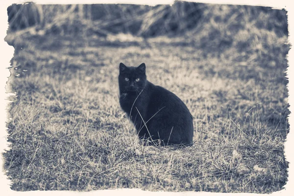 Black vintage  cat — Stock Photo, Image