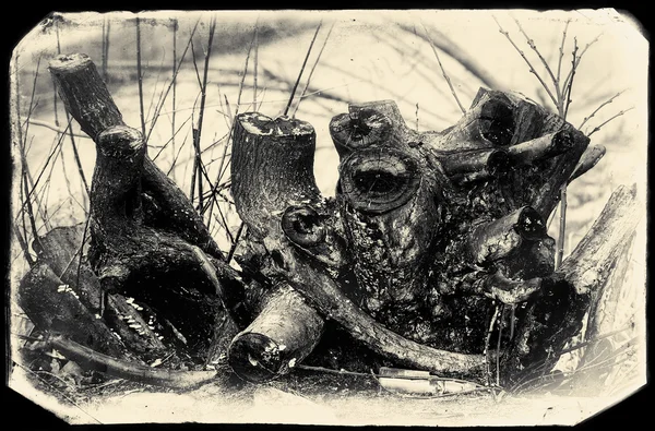 Dead, burnt trunk of a tree — Stock Photo, Image