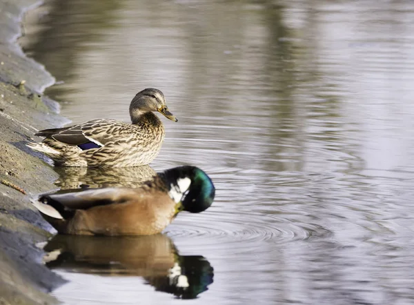 Schattig mallard — Stockfoto