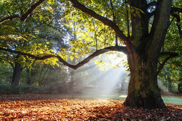 Mighty oak tree — Stock Photo, Image