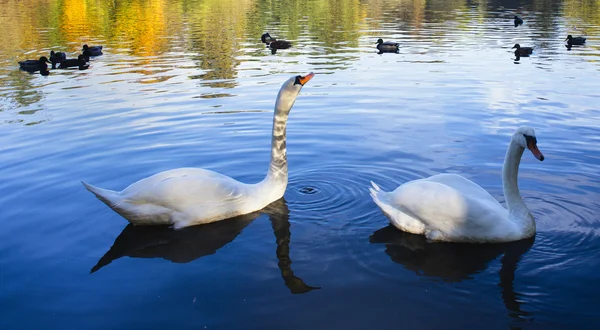 Cisnes graciosos flutuando na água — Fotografia de Stock