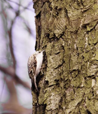 Avrasya Tırmaşık kuşugiller