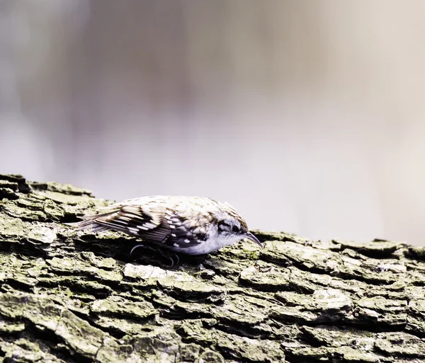 Eurasian treecreeper — Stock Photo, Image