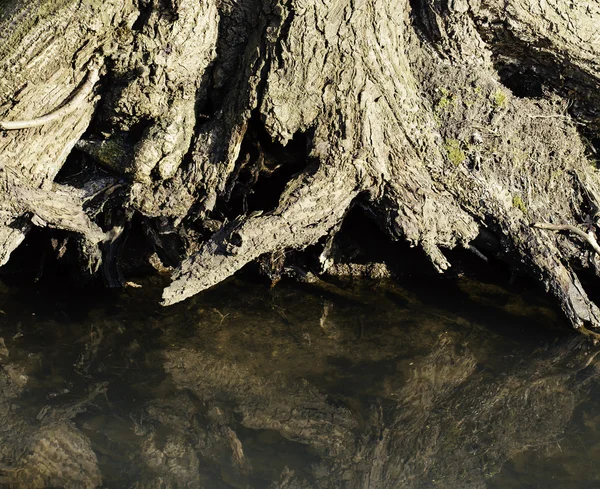 Baumwurzeln am Bach — Stockfoto