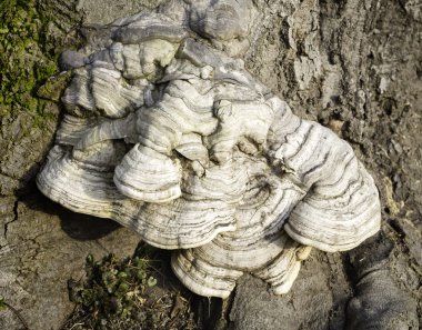 Layered bracket fungi on tree clipart