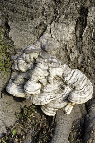 Layered bracket fungi on tree