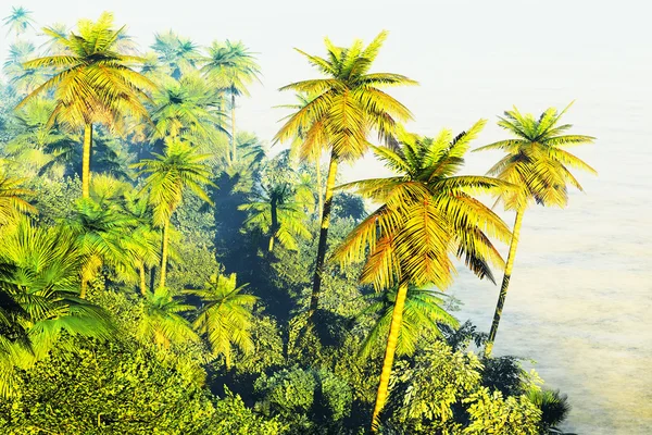 Beautiful palm trees — Stock Photo, Image