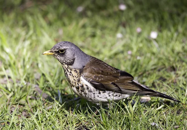 Liten fågel på gräs — Stockfoto