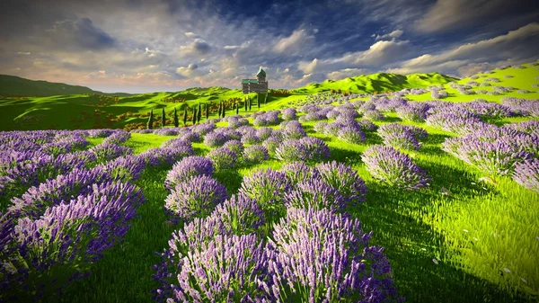 Campos de lavanda — Fotografia de Stock