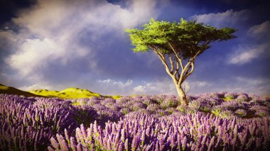 Lavender fields  clipart