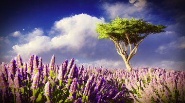 Lavender fields  clipart