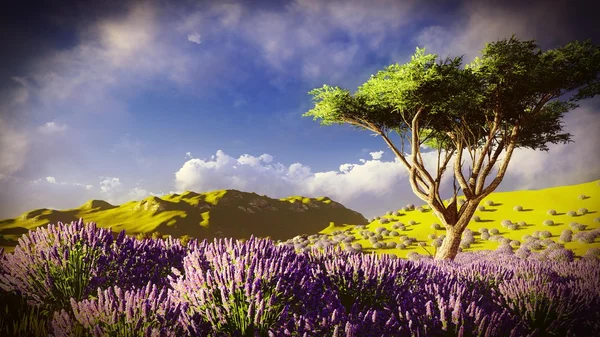 Campos de lavanda — Fotografia de Stock