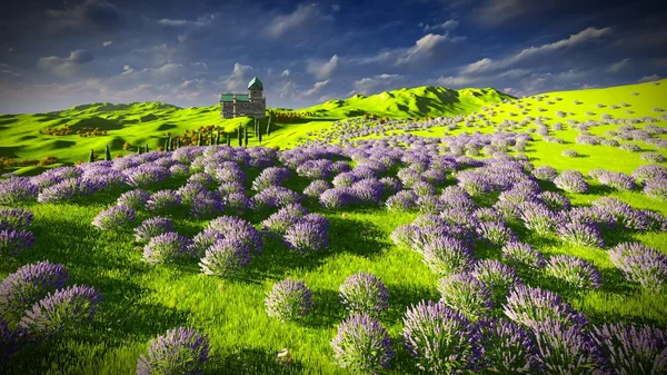 Campos de lavanda — Fotografia de Stock