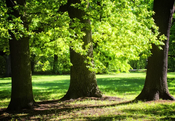 Bahar zaman parkta — Stok fotoğraf