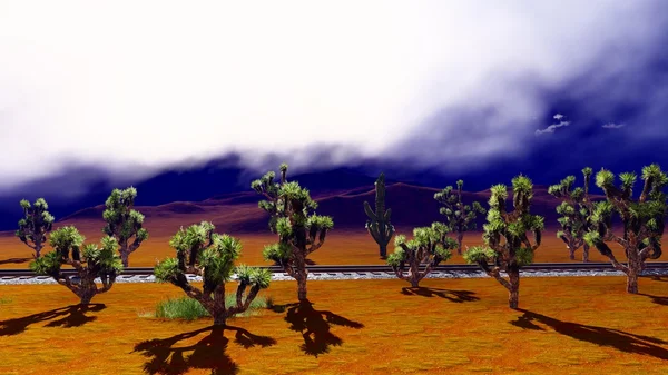 Joshua trees on desert — Stock Photo, Image