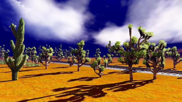 Alberi di Giosuè sul deserto — Foto Stock