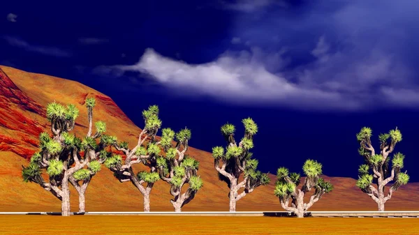 Деревья Иисуса Навина в пустыне — стоковое фото