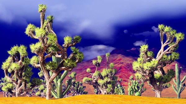 Joshua árboles en el desierto — Foto de Stock