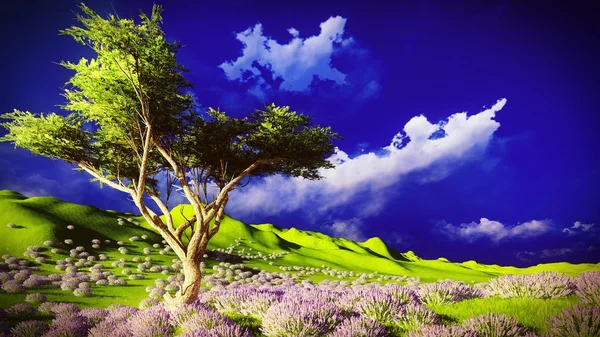 Campi di lavanda — Foto Stock