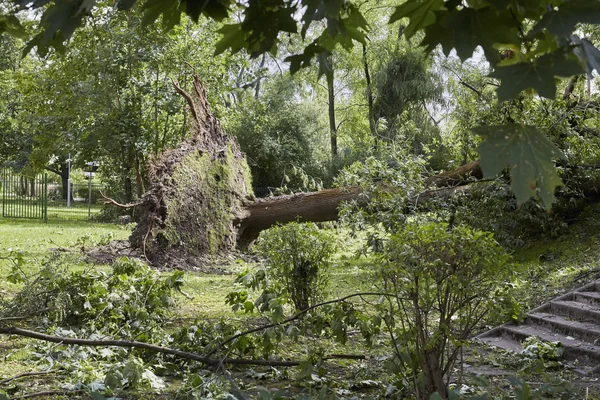 Omgevallen boom in het park — Stockfoto