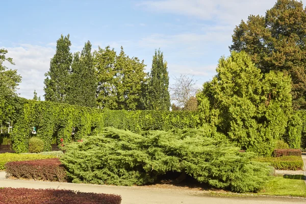 Sommergarten im Park — Stockfoto