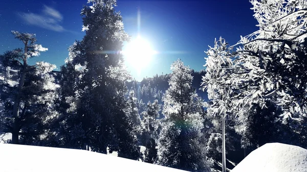 Christmac forest in mountains — Stock Photo, Image