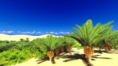 Sahara üzerinde Afrika oasis