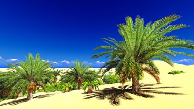 Sahara üzerinde Afrika oasis