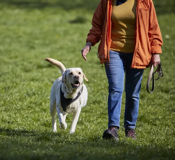 草原の犬を持つ女性 — ストック写真