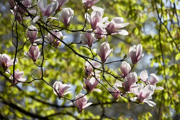 Rhododendron bloeien in park — Stockfoto