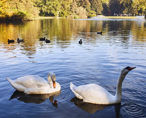 Pair of swans — Stock Photo, Image
