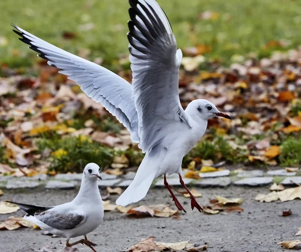 Seagulls flying over autumnal park — Stock Photo, Image