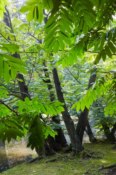 Espolvorear en el bosque — Foto de Stock