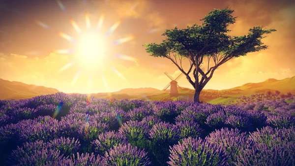 Campos de lavanda com árvore solitária — Fotografia de Stock